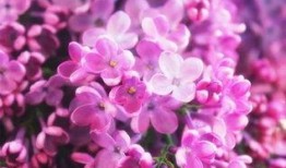 丁香爆料原视频,揭秘原视频背后的惊人真相