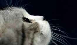 娱乐吃瓜酱猫妈,揭秘娱乐圈背后的温馨故事